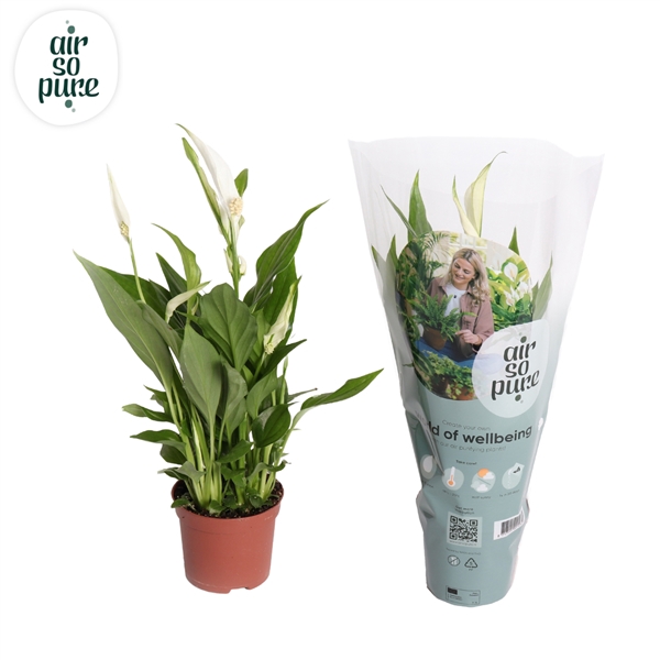 <h4>Air So Pure  Spathiphyllum Pearl Cupido</h4>