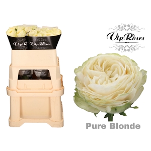 R GR PURE BLONDE