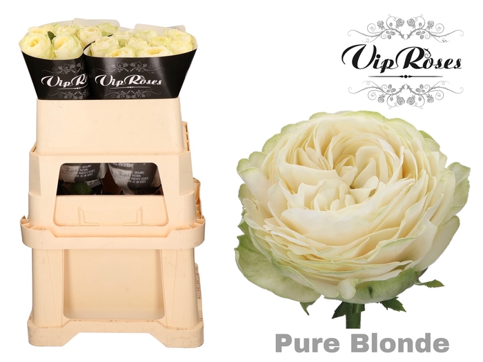 R GR PURE BLONDE