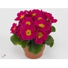 Primula rose 10,5