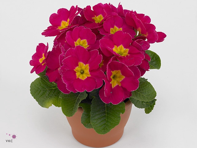 Primula rose 10,5