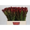 Leucadendron Safari Sunset