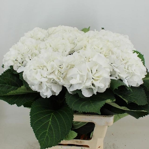 Hydrangea Schneeball