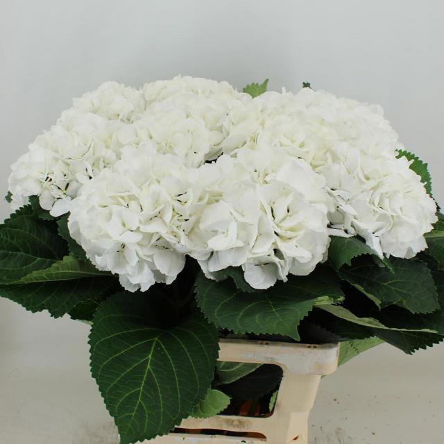 <h4>Hydrangea Schneeball</h4>