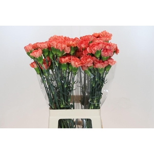 Dianthus St Kalimero