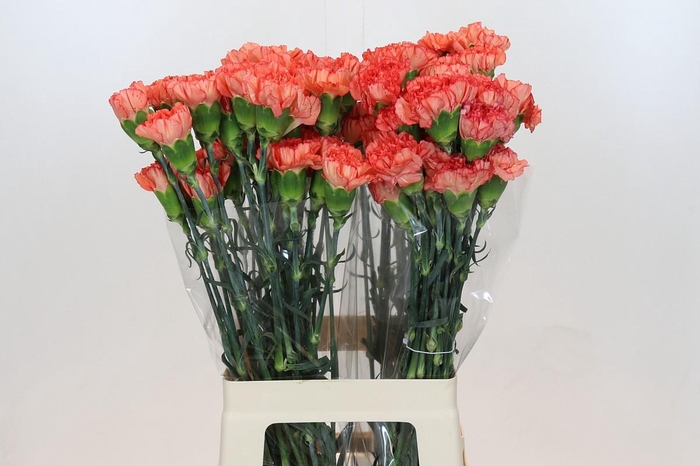 <h4>Dianthus St Kalimero</h4>