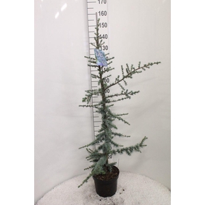 Cedrus libani 'Glauca' P26 H160 potgedrukt