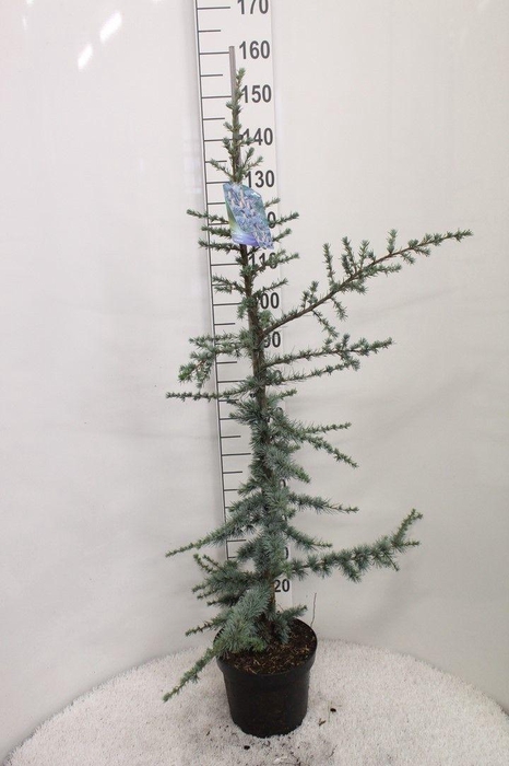 <h4>Cedrus libani 'Glauca' P26 H160 potgedrukt</h4>