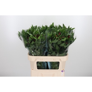 Alstroemeria Rockstar 75 Gram