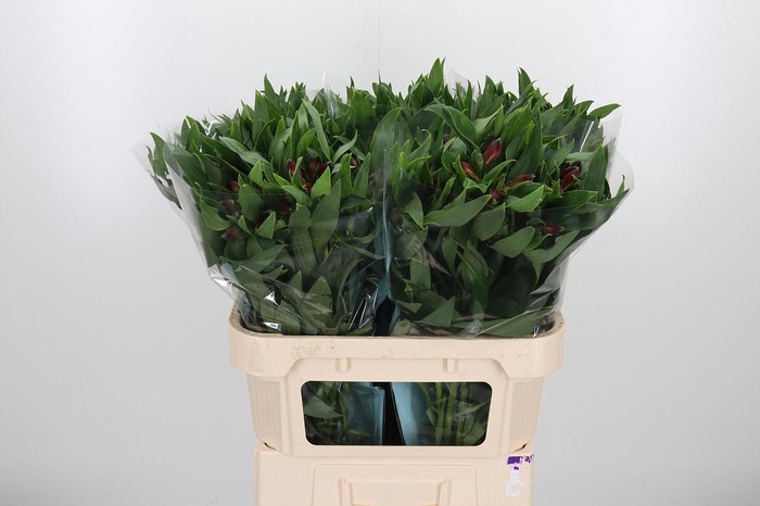 <h4>Alstroemeria Rockstar 75 Gram</h4>