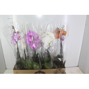 PHALAENOPSIS MIX P12