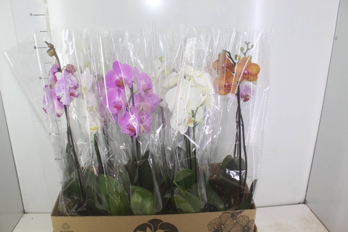 <h4>PHALAENOPSIS MIX P12</h4>