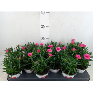 Dianthus  'Oscar Purple Wings'