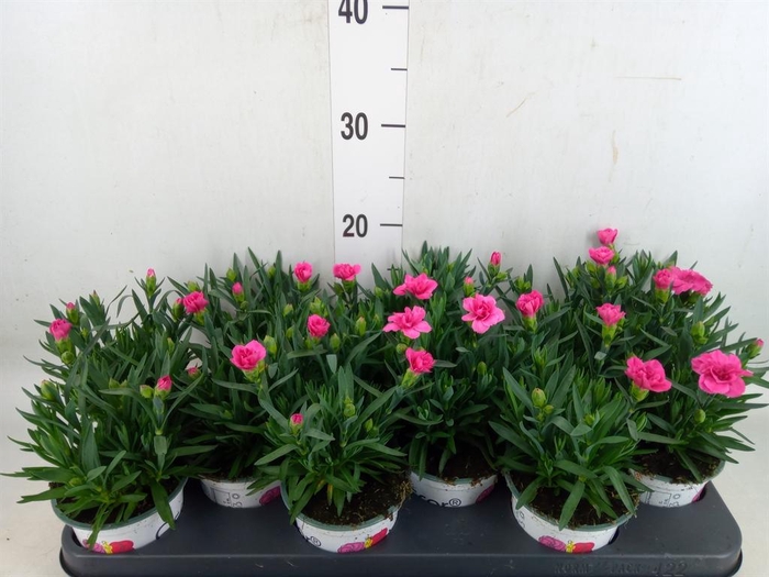 <h4>Dianthus  'Oscar Purple Wings'</h4>