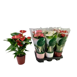 Anthurium mix keramiek 12cm