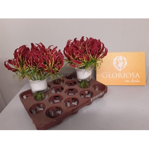 Gloriosa Rothschildiana