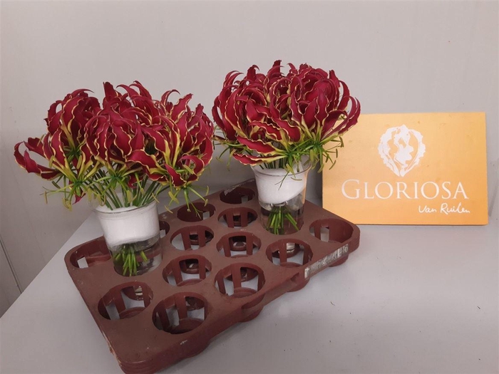 <h4>Gloriosa Rothschildiana</h4>