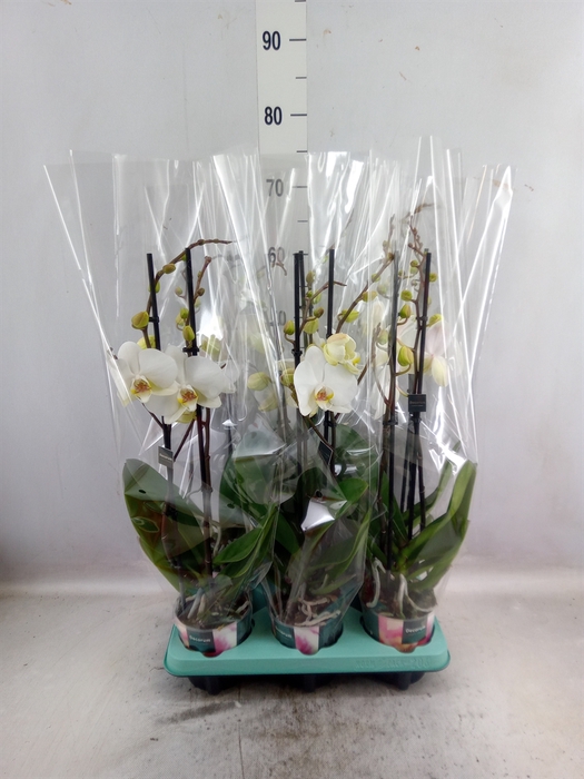 <h4>Phalaenopsis   ...white</h4>