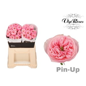 R GR PIN-UP