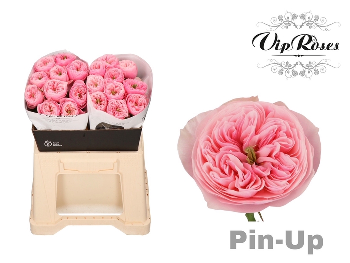 R GR PIN-UP