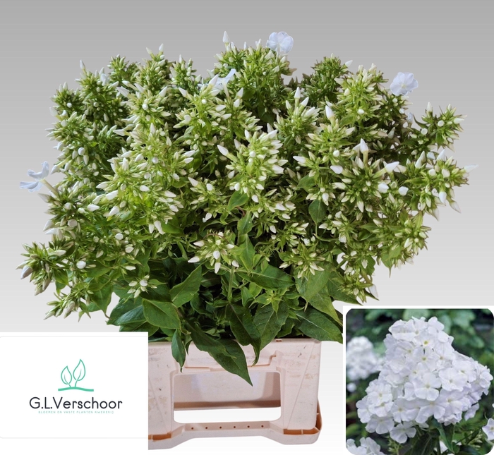 <h4>PHLOX P WHIT ADMIRAL</h4>