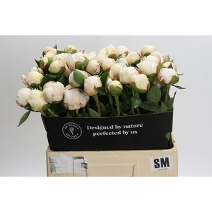 Paeonia L Snow Mountain
