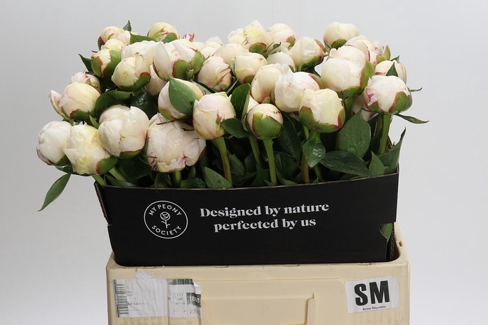 <h4>Paeonia L Snow Mountain</h4>