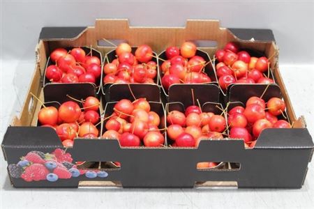 <h4>Malus Red Sentinel Bak</h4>