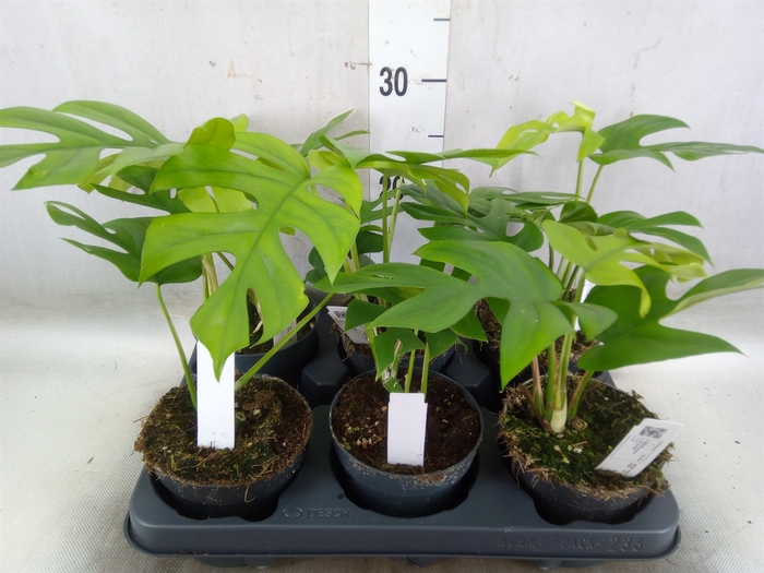 <h4>Monstera delic. 'Little Sister'</h4>