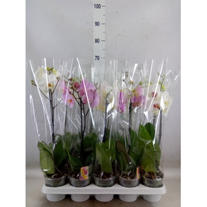 Phalaenopsis   ...mix