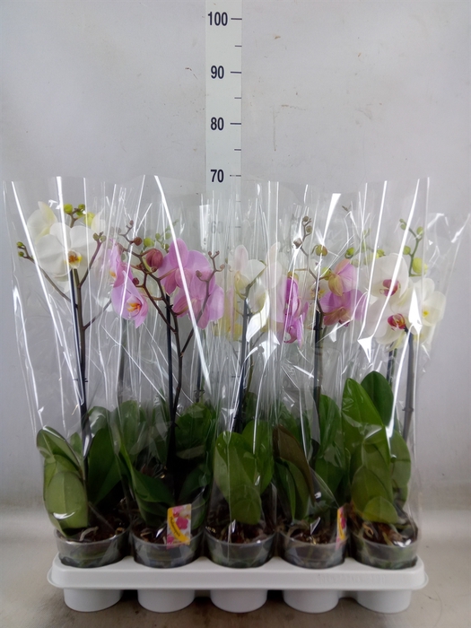 <h4>Phalaenopsis   ...mix</h4>