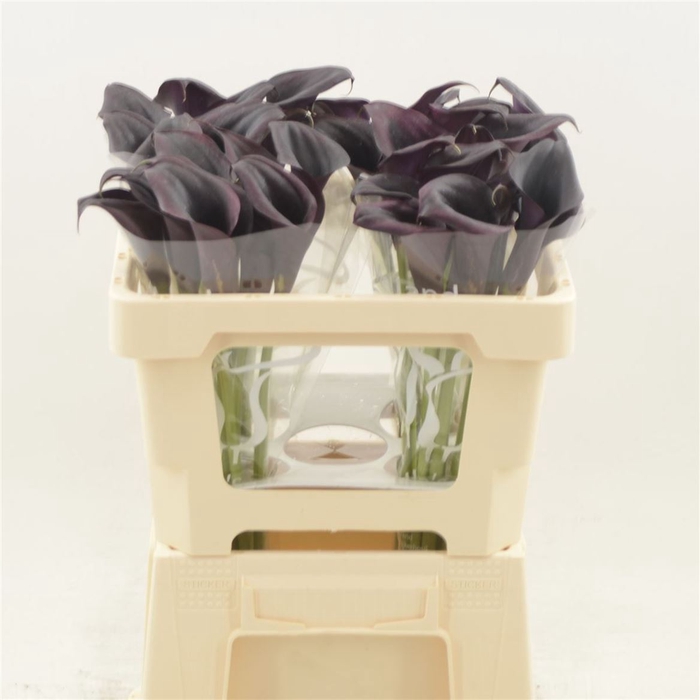 <h4>Calla Odessa</h4>