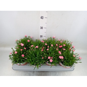 Dianthus  'Diantica Peach Party'