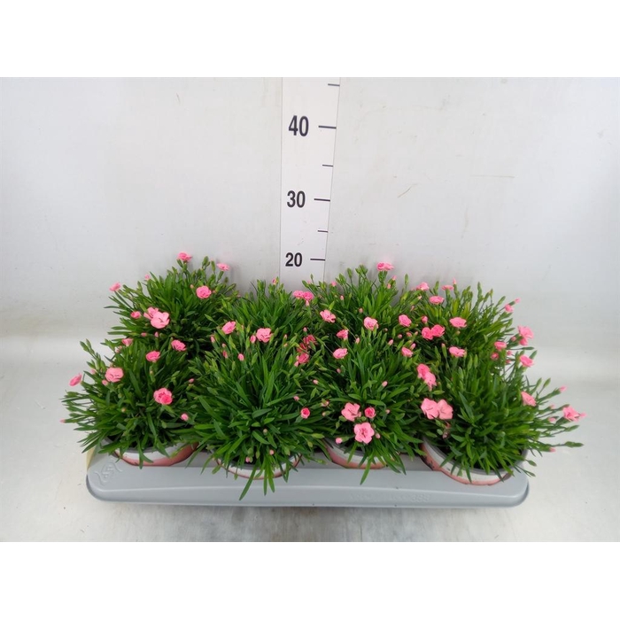 <h4>Dianthus  'Diantica Peach Party'</h4>
