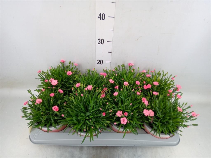 <h4>Dianthus 'Diantica Peach Party'</h4>