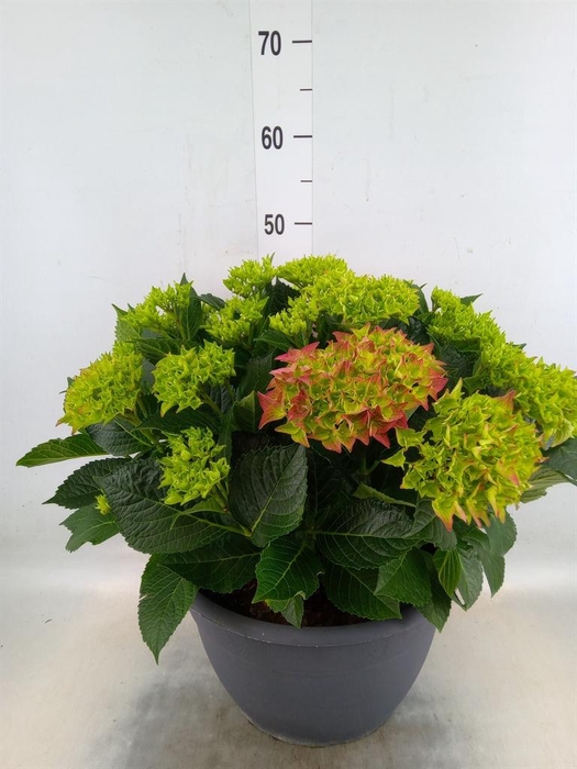 <h4>Hydrangea mac.</h4>