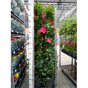 Mandevilla sand. 'SumStar Pink'