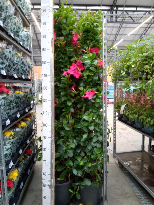 <h4>Mandevilla sand. 'SumStar Pink'</h4>