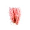 Cortaderia Salmon Super