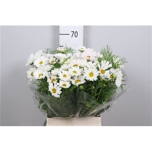 Cosmos Bipin White