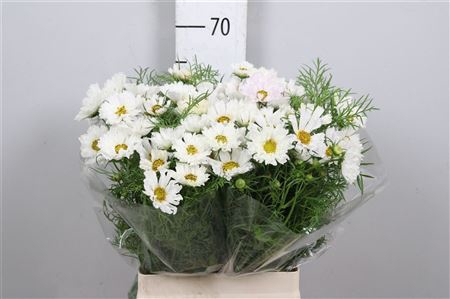 <h4>Cosmos Bipin White</h4>