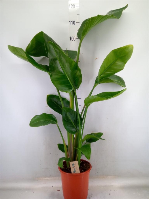 <h4>Strelitzia nicolai</h4>