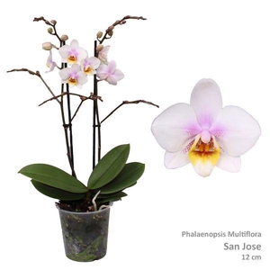 Phal. Multiflora 