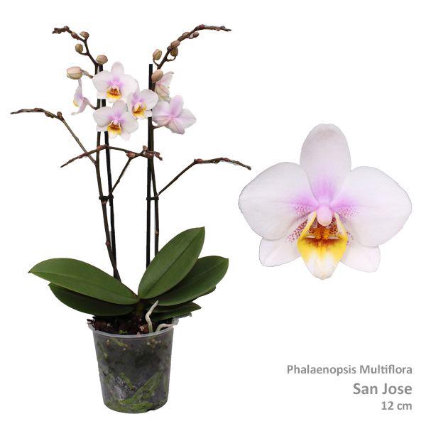 <h4>Phal. Multiflora "San Jose" 2-tak</h4>