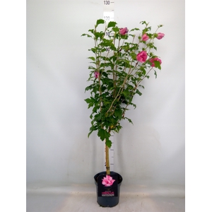 Hibiscus syriacus