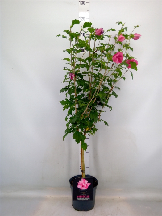 <h4>Hibiscus syriacus</h4>