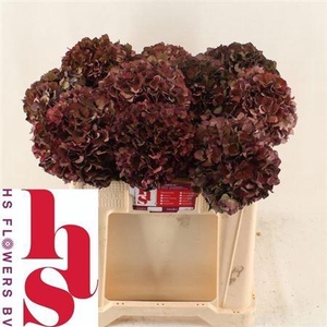 Hydr M Mag Pi Rub Cl