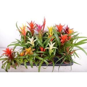BROMELIA GEM 15 SRT