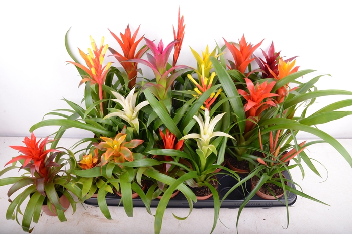 <h4>BROMELIA GEM 15 SRT</h4>