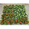 Begonia Semperflorens Grp groenbladig gemengd